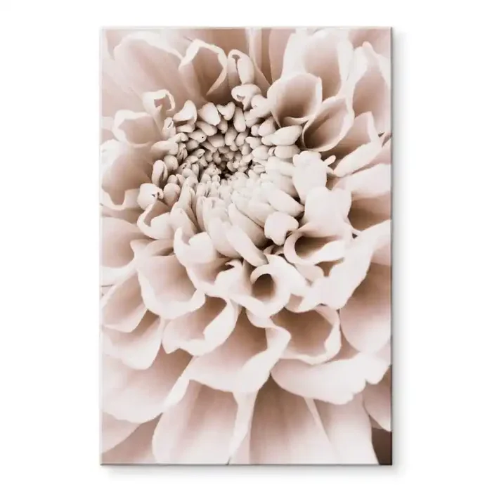 Acrylglasbild 1X Studio – Chrysantheme