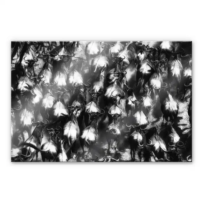 Acrylglasbild Alnaser – Große Flucht