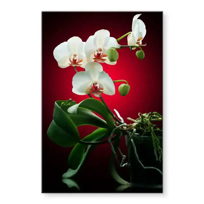 Acrylglasbild Blütenpracht einer Orchidee rot