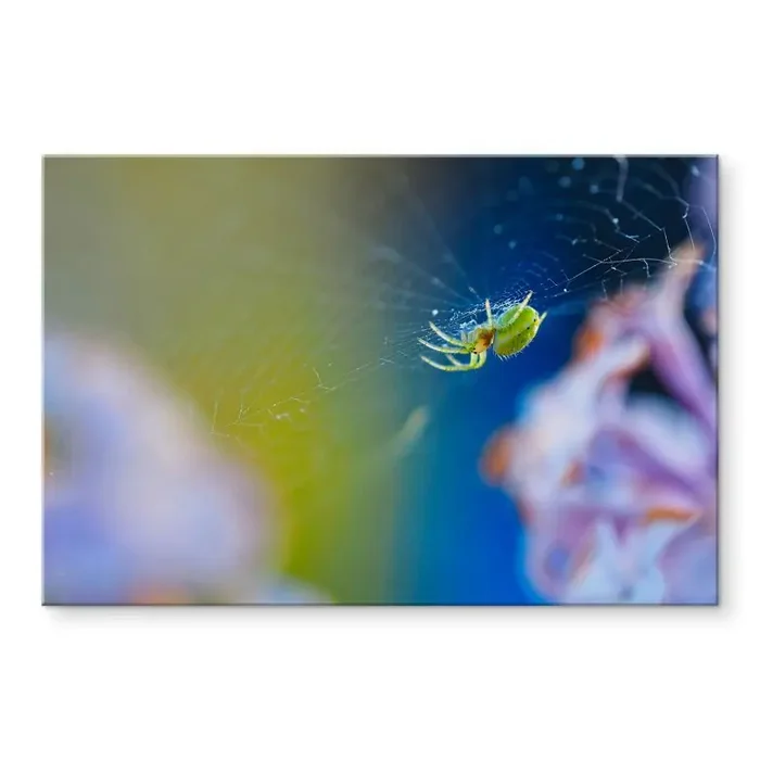 Acrylglasbild Brown – Niedliche Spinne