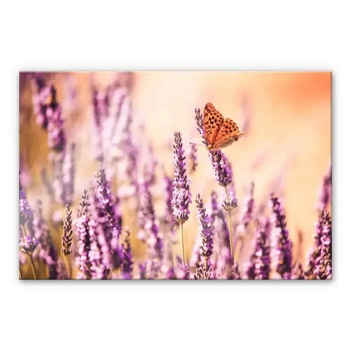 Acrylglasbild Colombo – Der Schmetterling im Lavendel