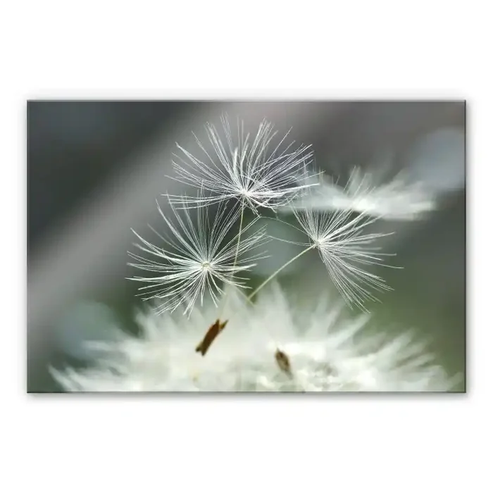 Acrylglasbild Delgado – Pusteblumenvielfalt