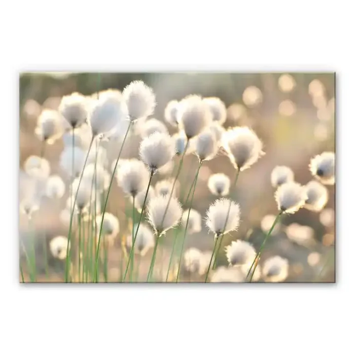 Acrylglasbild Delgado – Wiesenzauber