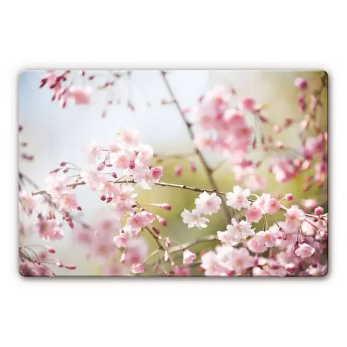 Glasbild Cherry Blossoms