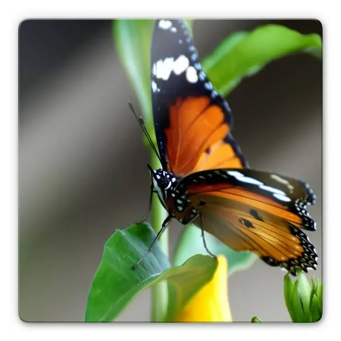 Glasbild Kleiner Falter – quadratisch