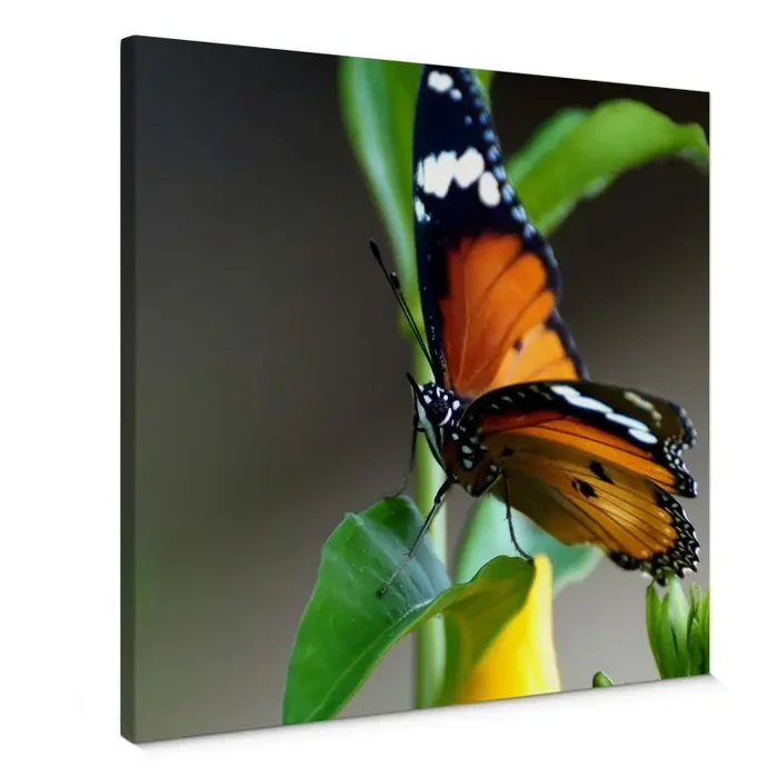 Leinwandbild Kleiner Falter – quadratisch