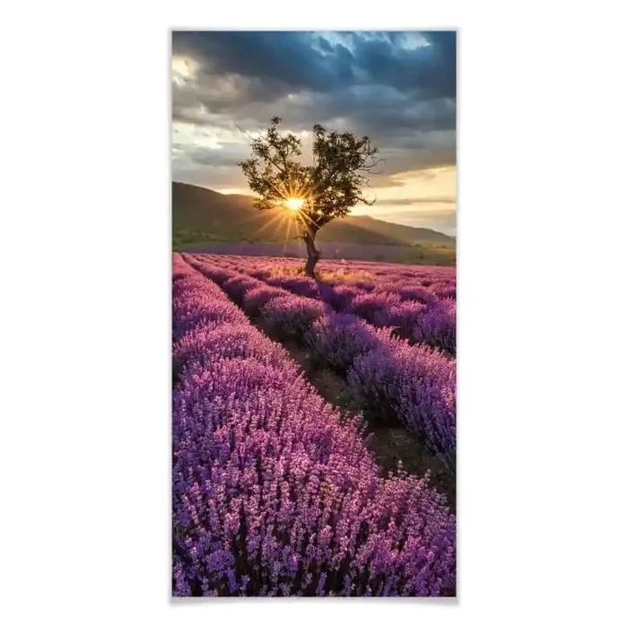 Poster Lavendelblüte in der Provence – Panorama