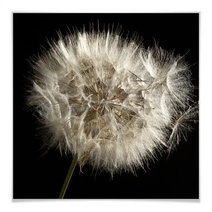 Poster Pusteblume – quadratisch