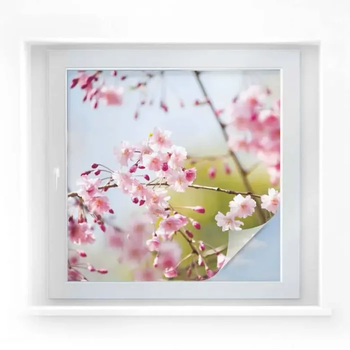 Sichtschutzfolie Cherry Blossoms – quadratisch