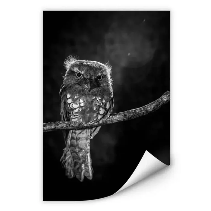 Wallprint Wilianto – Staring Owl