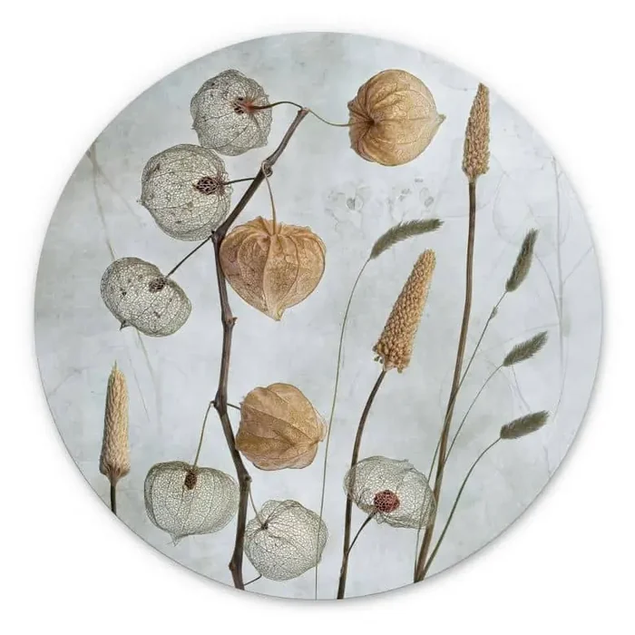 Wandbild Getrocknete Lampionblumen – Disher – Alu-Dibond – Rund