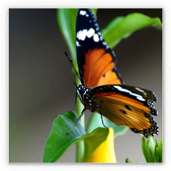 Wandbild Kleiner Falter – quadratisch