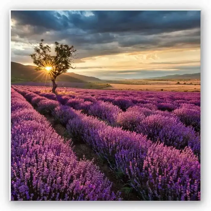 Wandbild Lavendelblüte in der Provence – quadratisch