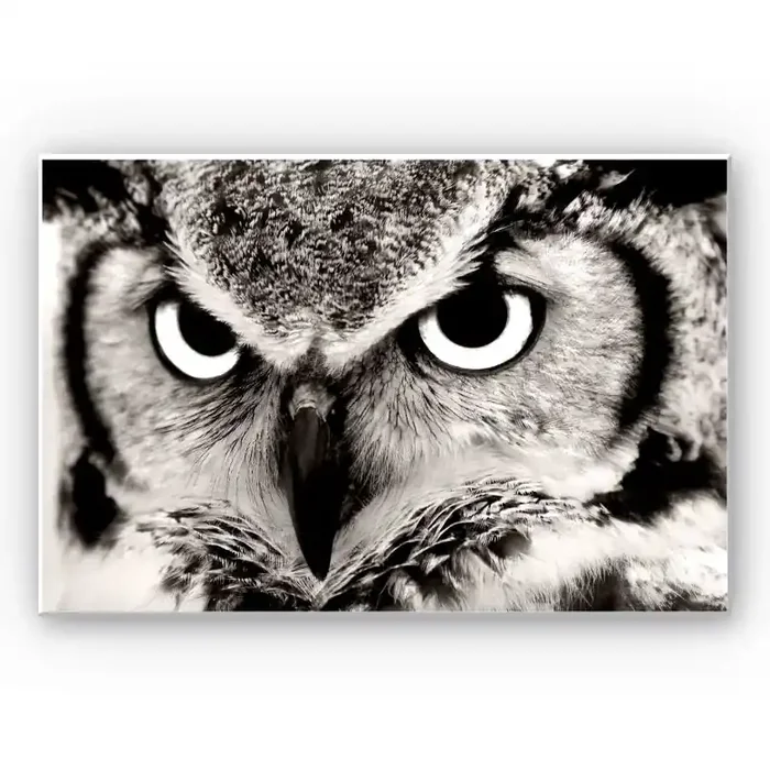 Wandbild Stolze Eule