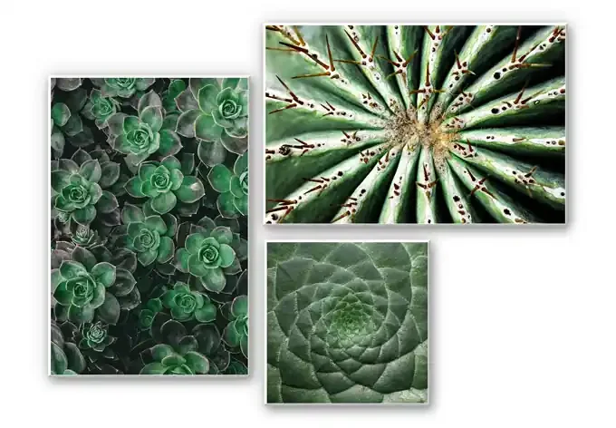 Wandbild Sukkulenten-Set (3-teilig)