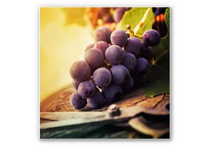 Wandbild Weinlese