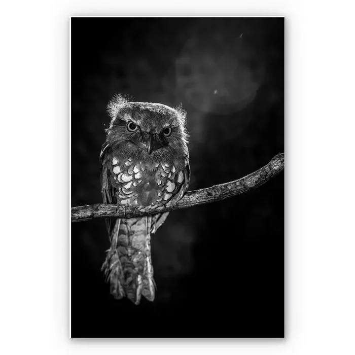 Wandbild Wilianto – Staring Owl