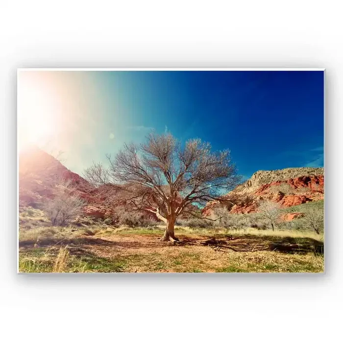 Wandbild Wüstenbaum