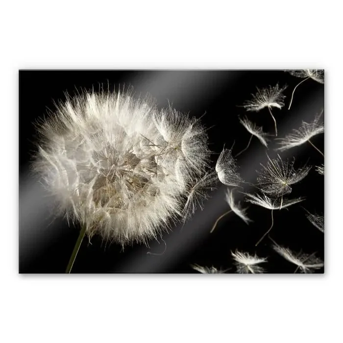 XXL Wandbild Pusteblume